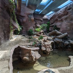 Reptile house - Blue iguana