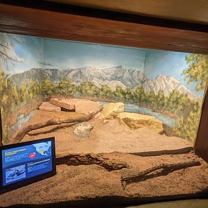 Reptile house - western diamondback rattlesnake