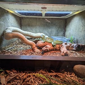 Reptile house - basilisk
