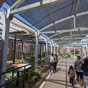 Birds of the islands