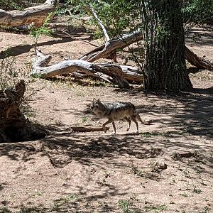 Mexican grey wolf