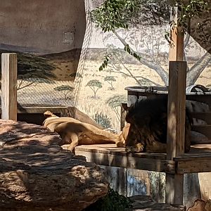 African lions