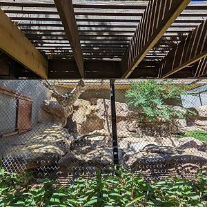 Snow leopard habitat