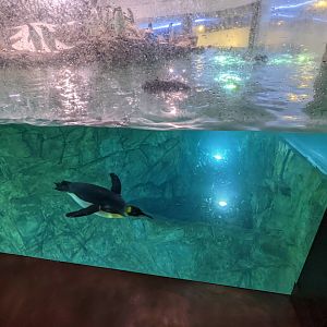 King penguin under water