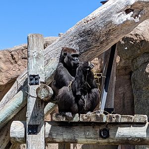 Western lowland gorilla