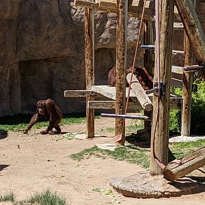 Sumatran orangutan