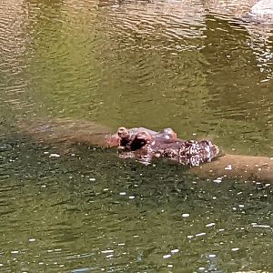River hippo
