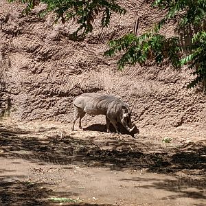 Warthog