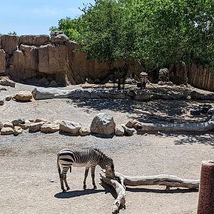 Hartman's mountain zebra