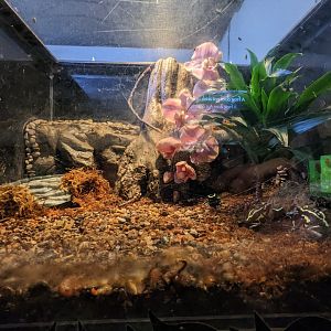 Amphibian house  - Dart frogs