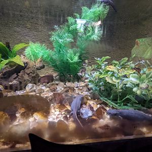 Amphibian house - Newts