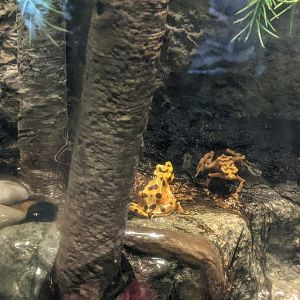 Amphibian house- Panamanian golden frog