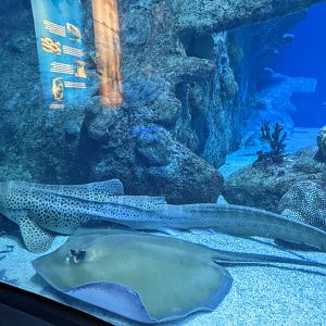 Stingray and zebra shark in "Oceans" tank