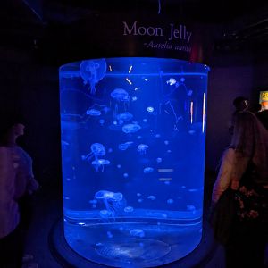 Moon jelly tank