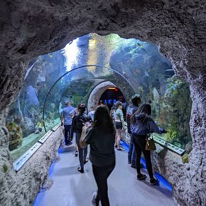 Pacific coral reef tunnerl
