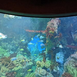 Atlantic coral reef tank
