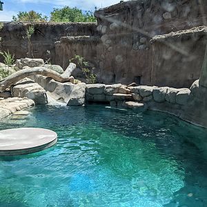 Otter outside habitat