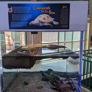 Diamondback terrapins tank