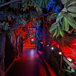 Night area with tarantulas and scorpions