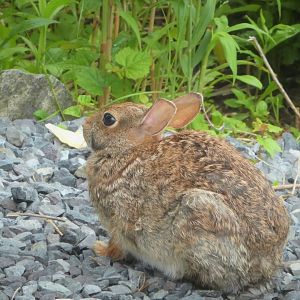 Eastern Cottontail
