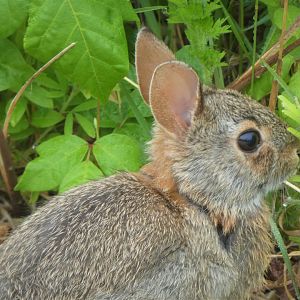Eastern Cottontail