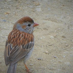 Field Sparrow