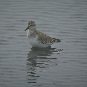 Semipalmated Sandpiper