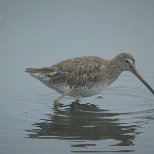 Short-billed Dowitcher