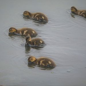 Mallard Ducklings