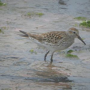 White-rumped Sandpiper