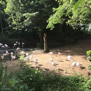 Greater Flamingo Exhibit