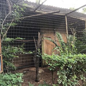 Common Barn Owl/Southern White-Faced Owl Exhibit