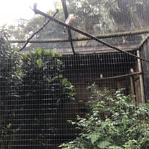 Blue-Winged Kookaburra/ Lady Amherst’s Pheasant Exhibit