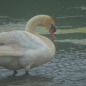 Mute Swan