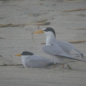 Least Terns