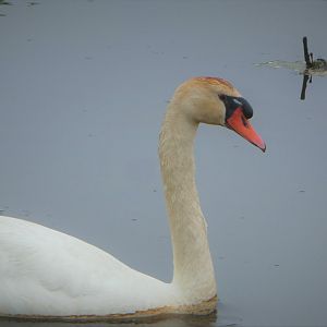 Mute Swan
