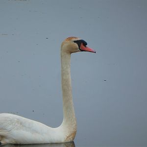 Mute Swan