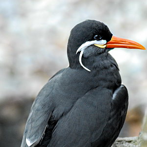 Inca Tern - Clifton Zoo 2022