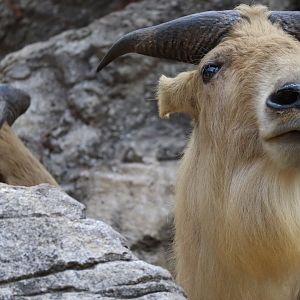 Subarctic Forest - Golden Takin