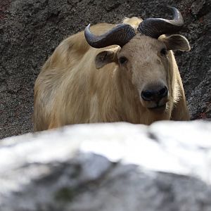 Subarctic Forest - Golden Takin