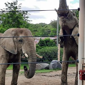Female African Elephants