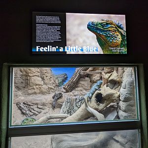 Reptile house - blue iguana habitat #2