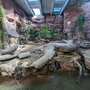 Reptile house - Komodo dragon