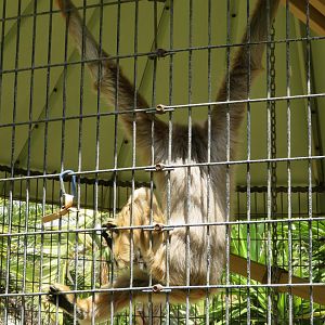 Northern White-cheeked Gibbon