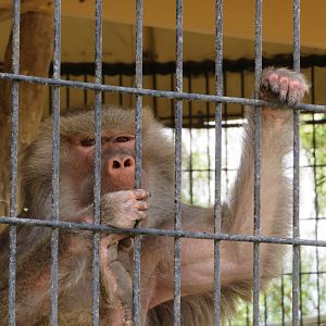 Hamadryas Baboon