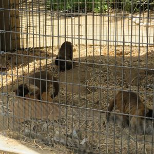 Tufted Capuchins Foraging