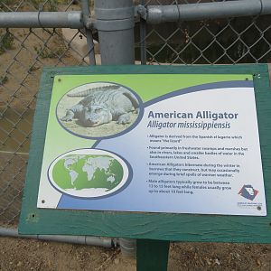 Signage Example (Alligator)