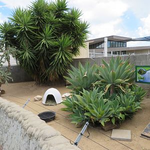 Leopard Tortoise Exhibit