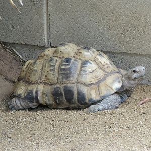 Leopard Tortoise