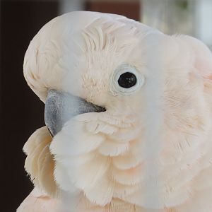 Moluccan Cockatoo